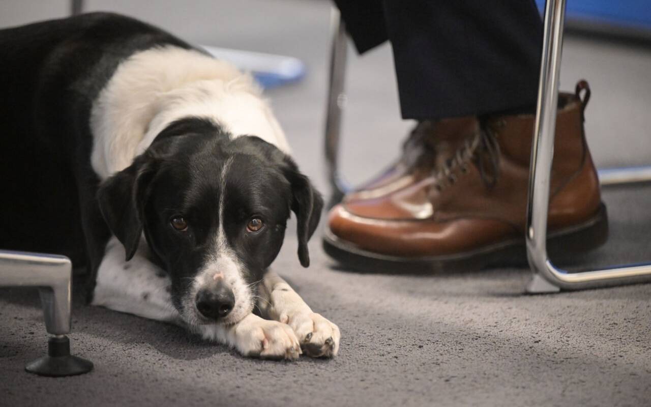 Hund Pepe liegt während einer Pressekonferenz neben den Füßen seines Besitzers. Die Ressorts der nordrhein-westfälischen Landesregierung gehen sehr unterschiedlich mit Hunden am Arbeitsplatz um.