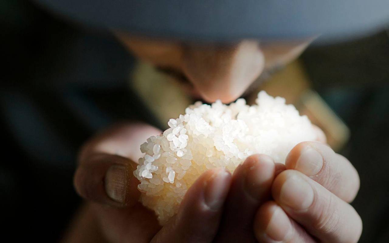 Eien Person riecht an gedämpften Reis bei der Sake-Herstellung