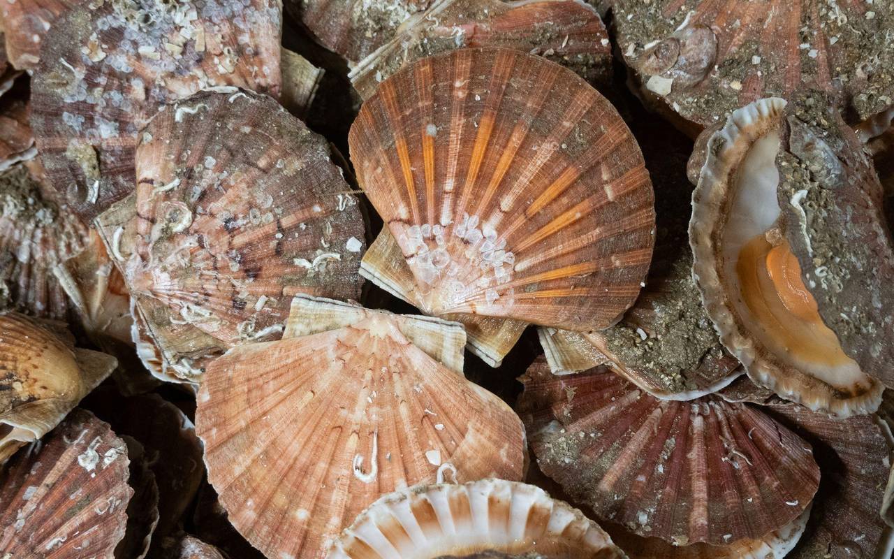 Fangfrische Jakobsmuscheln im Hafenort Port-en-Bassin