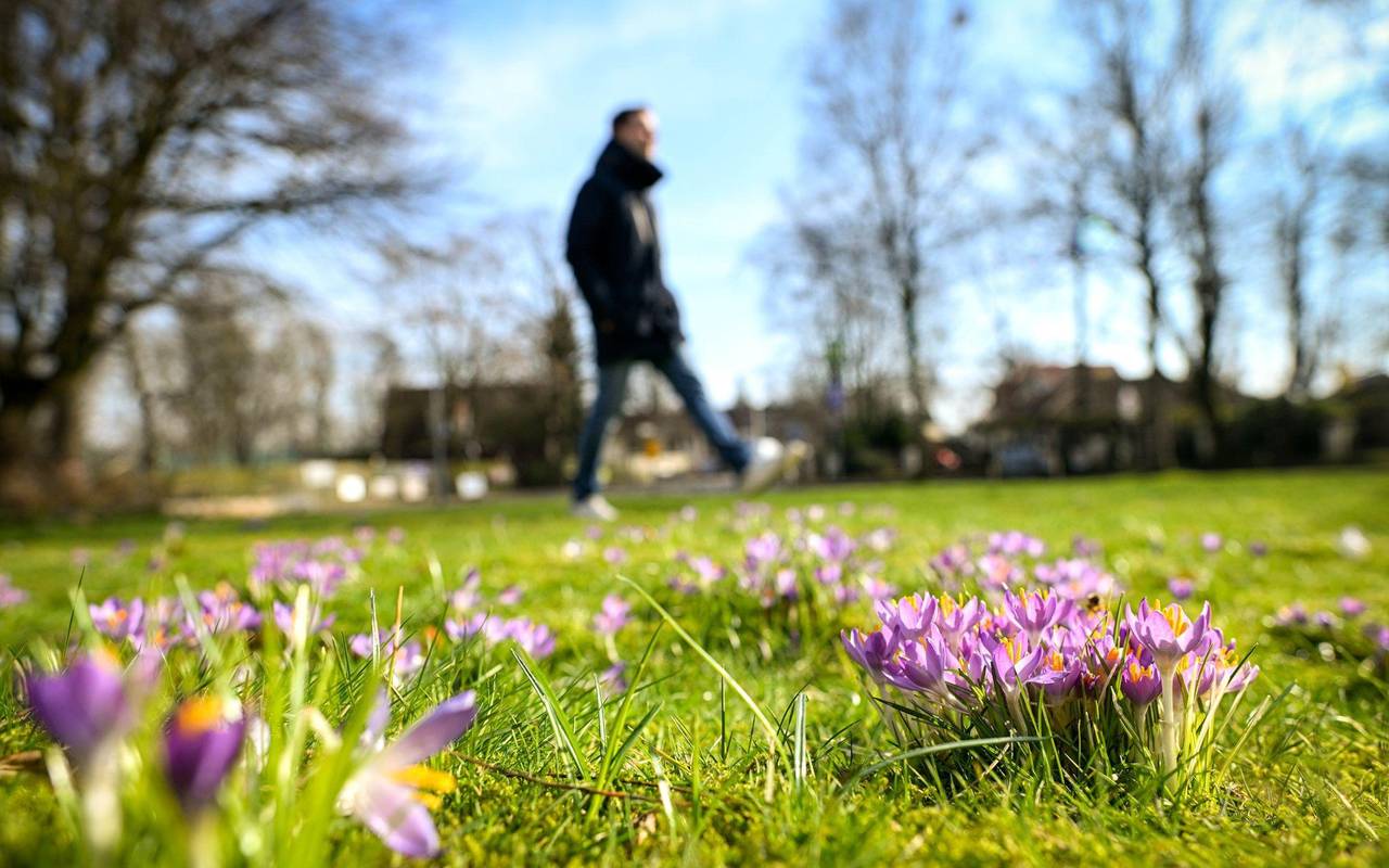 Ein Spaziergänger geht im Frühling über eine Wiese mit Krokussen