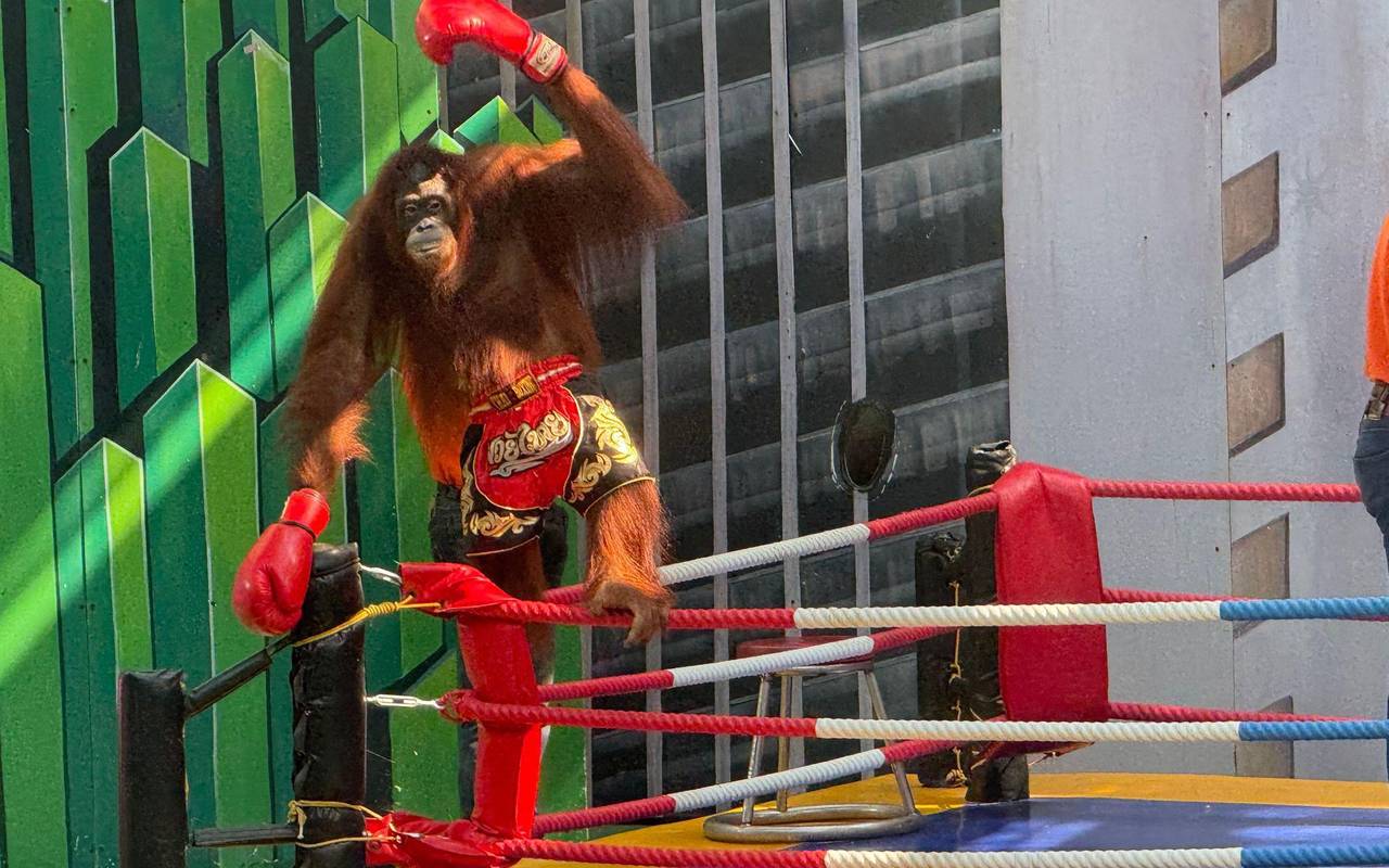 Orang-Utans als Touristenattraktion in Thailand