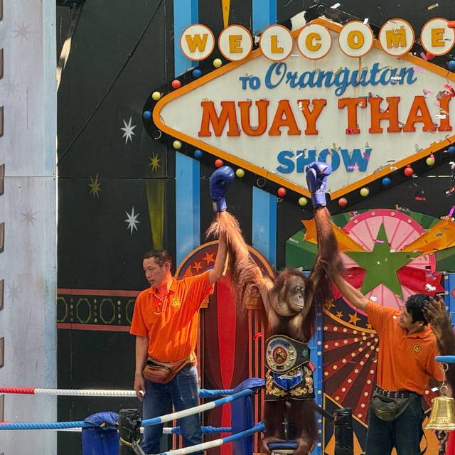 Orang-Utans als Touristenattraktion in Thailand