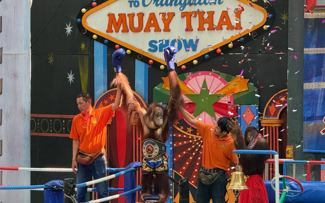 Orang-Utans als Touristenattraktion in Thailand