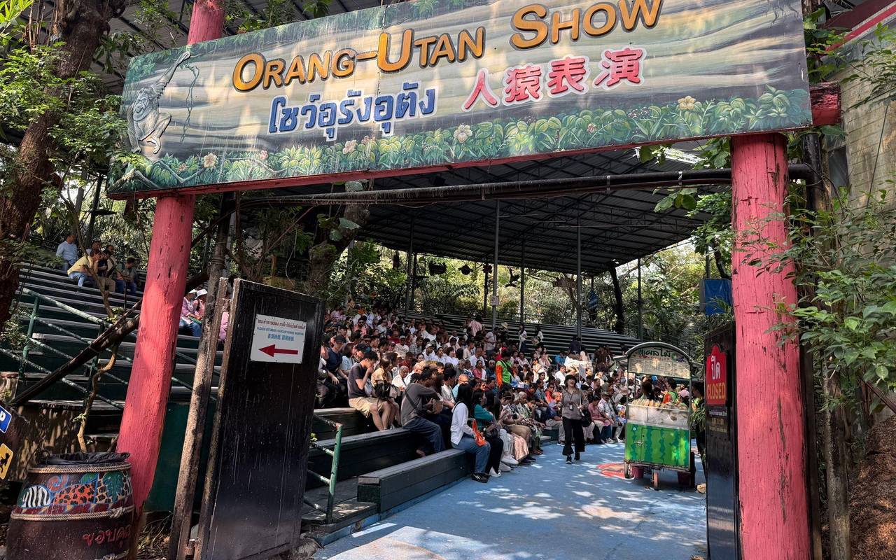 Orang-Utans als Touristenattraktion in Thailand