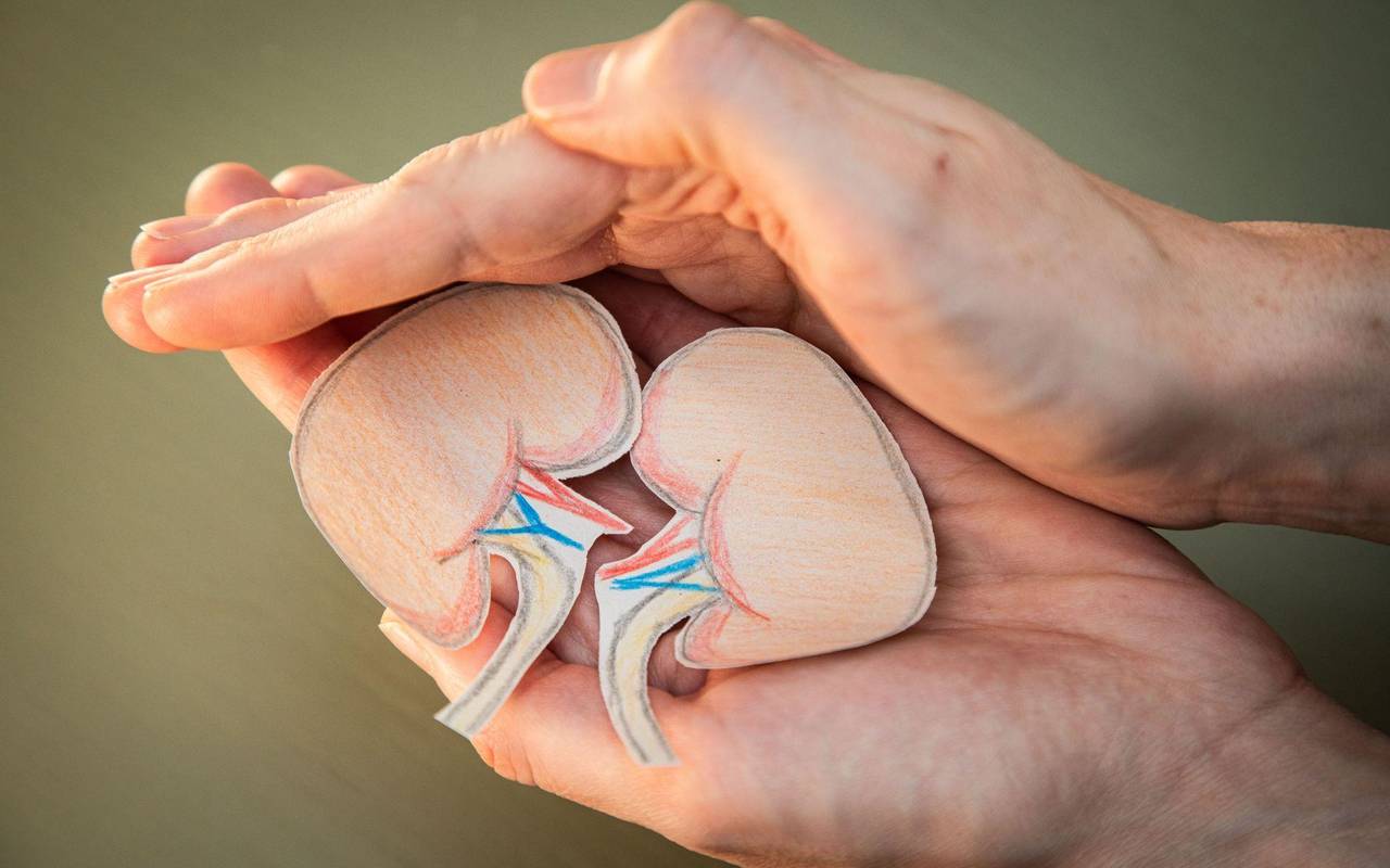 Eine Frau hält Nieren aus Papier in den Händen