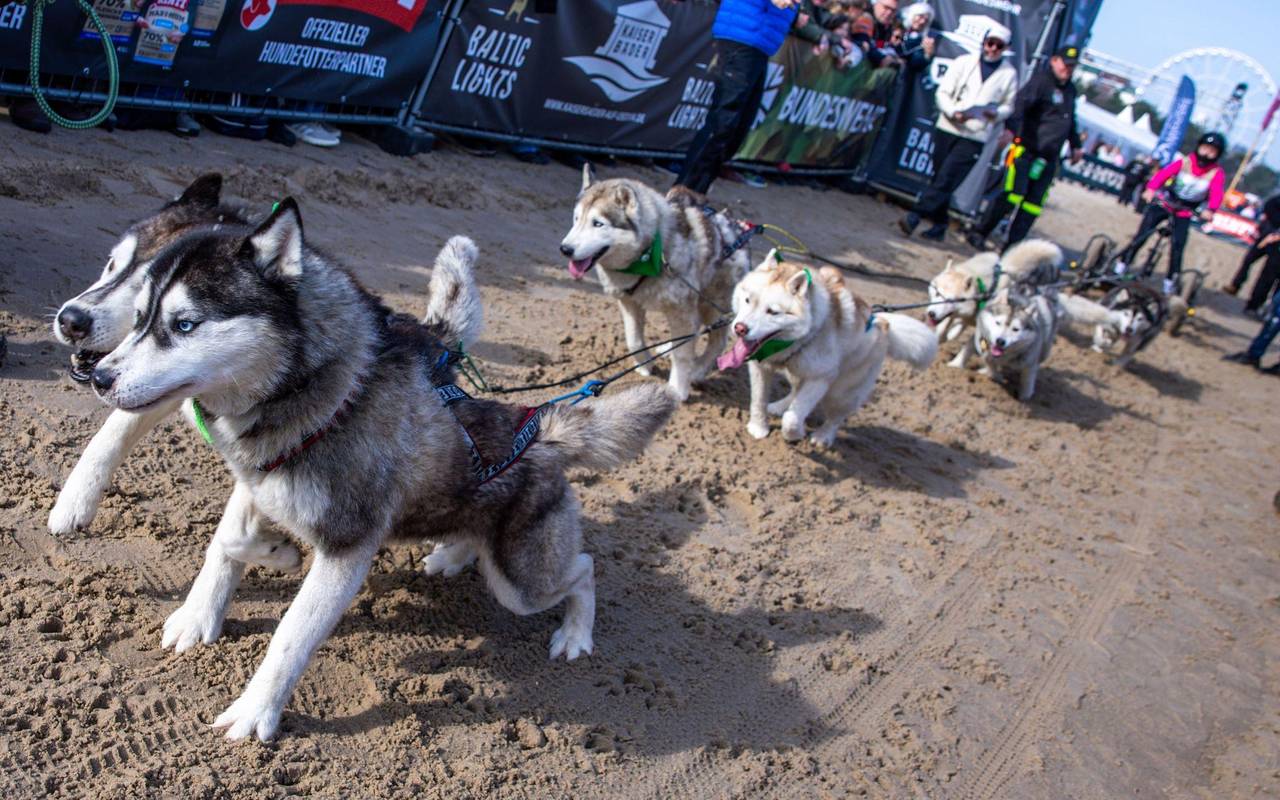 Charity-Schlittenhunde-Event "Baltic Lights"