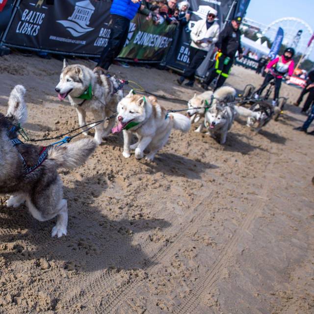 Charity-Schlittenhunde-Event "Baltic Lights"