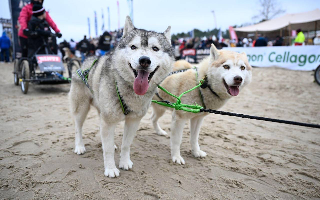 Schlittenhunderennen «Baltic Lights»