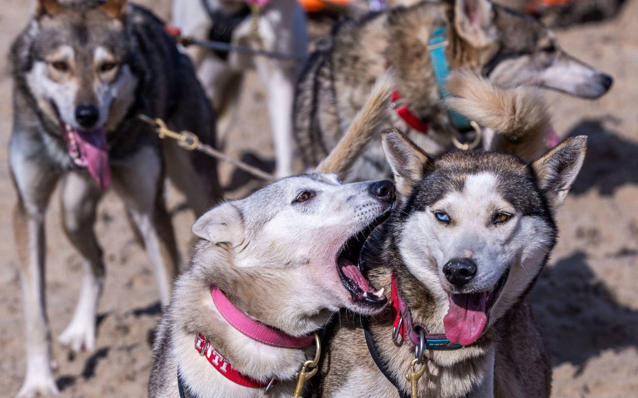 Charity-Schlittenhunde-Event "Baltic Lights"