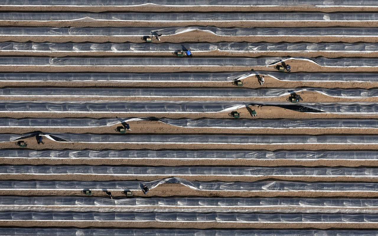Erntehelfer sind mit der Ernte von Spargel beschäftigt