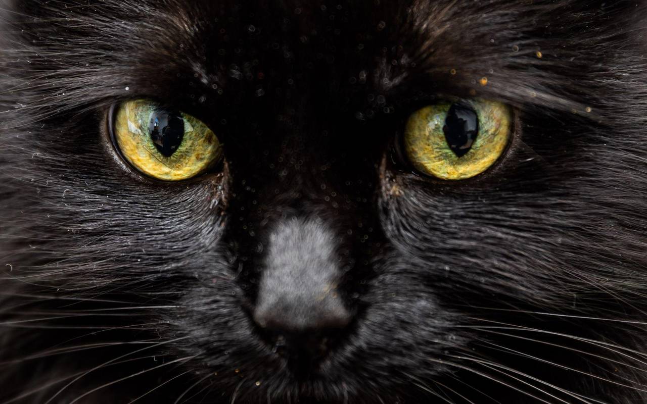 Schwarze Katze