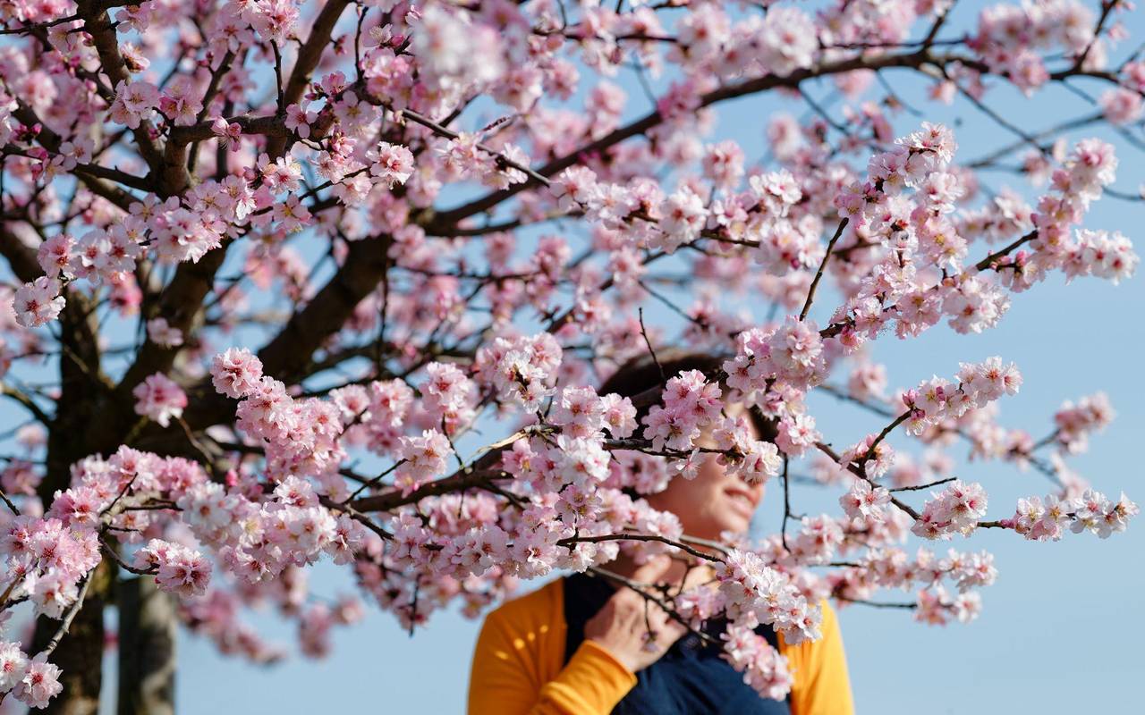 Eine Frau steht zwischen Blüten eines Mandelbaums