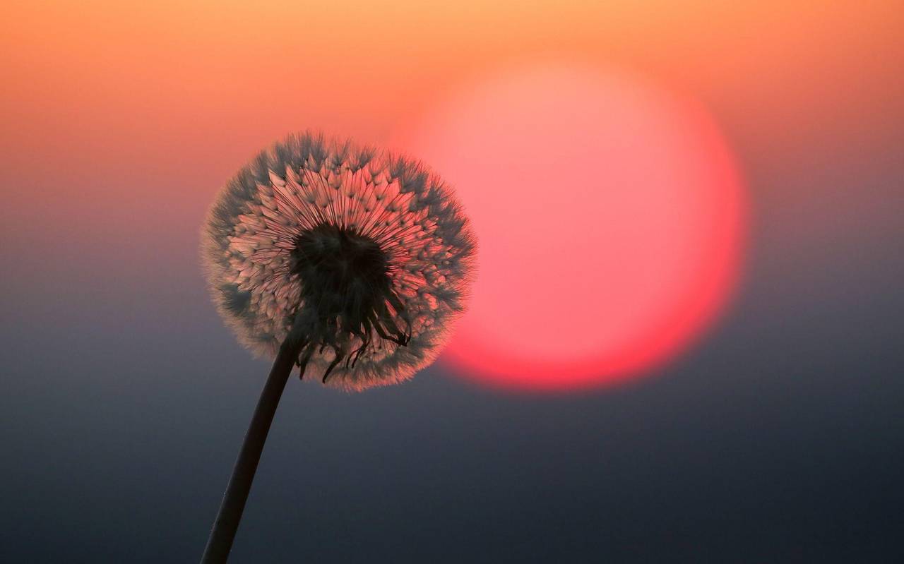Hinter einer Puste leuchtet rot die Sonne