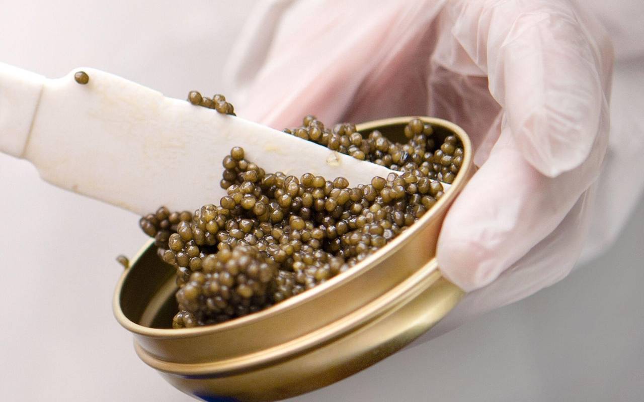 Schrenckii-Kaviar vom Amur-Stör bei «Imperial Caviar» in Berlin