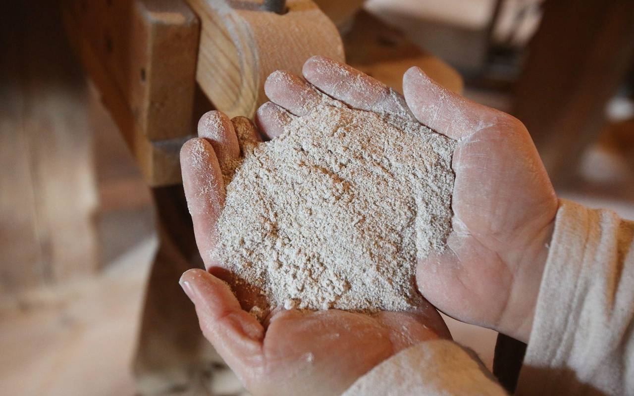 Ein Müller hält Roggen-Vollkornmeh in den Händen