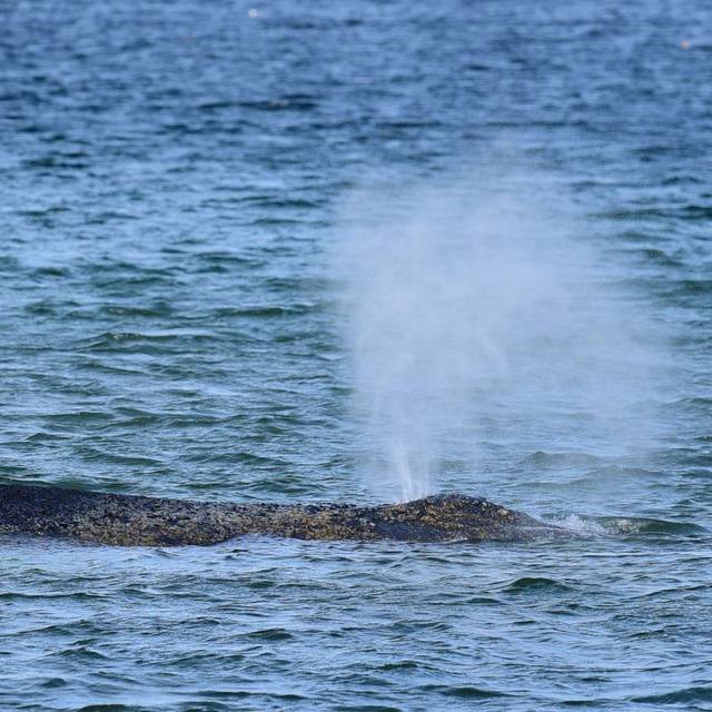 Wal an der Ostseeküste gestrandet