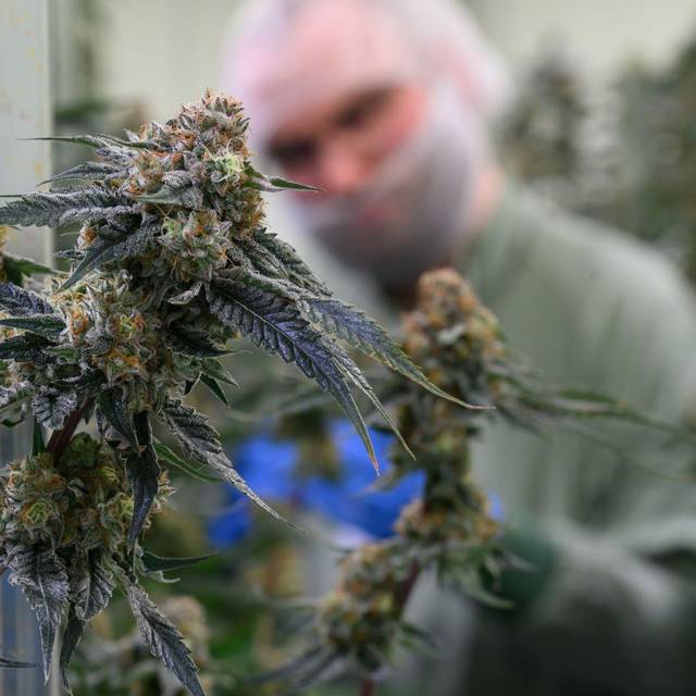 Produktion von medizinischem Cannabis