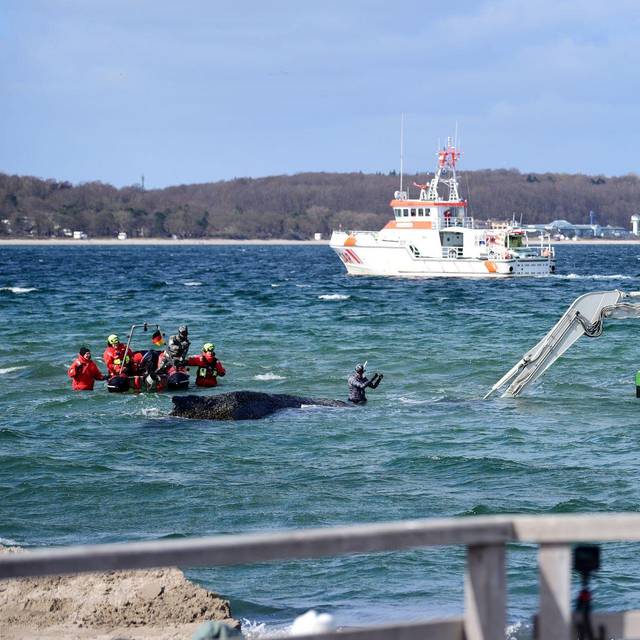 Wal an der Ostseeküste gestrandet