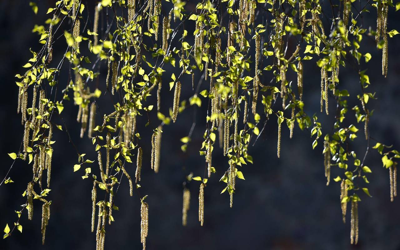 Eine blühende Hänge-Birke