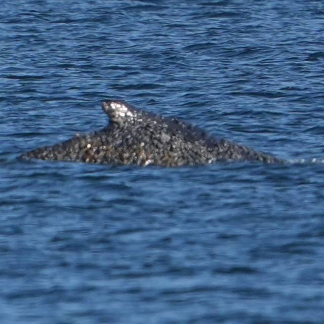 Wal an der Ostseeküste wieder frei