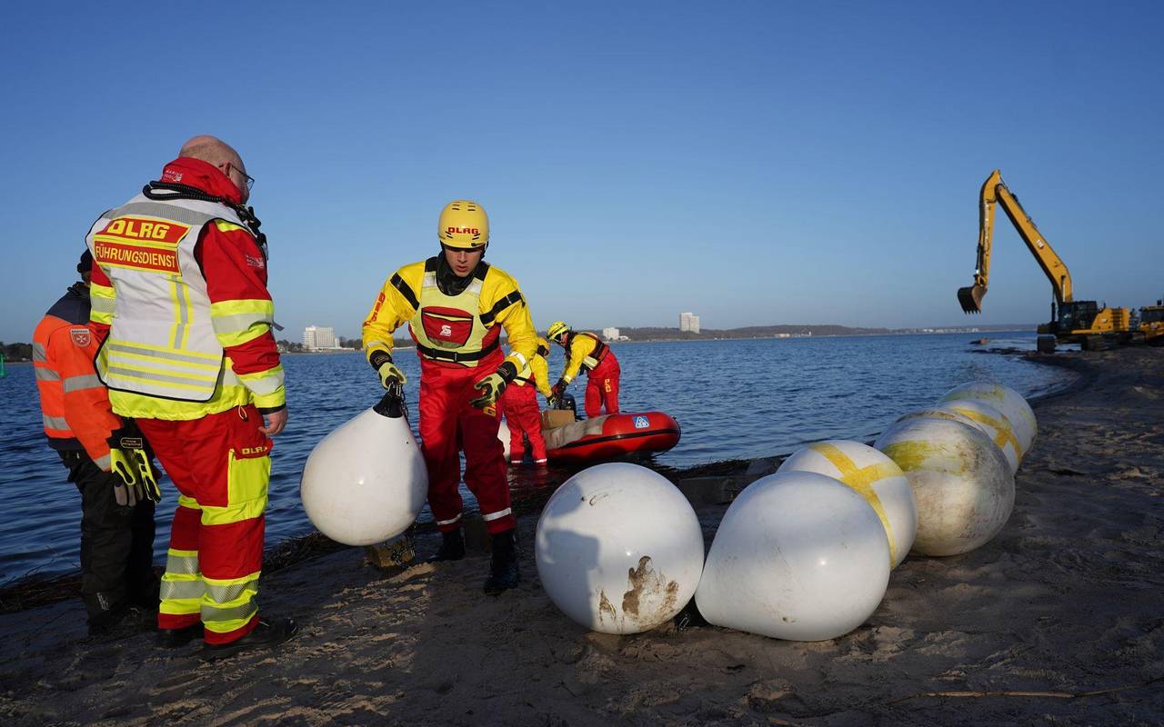 Wal an der Ostseeküste gestrandet