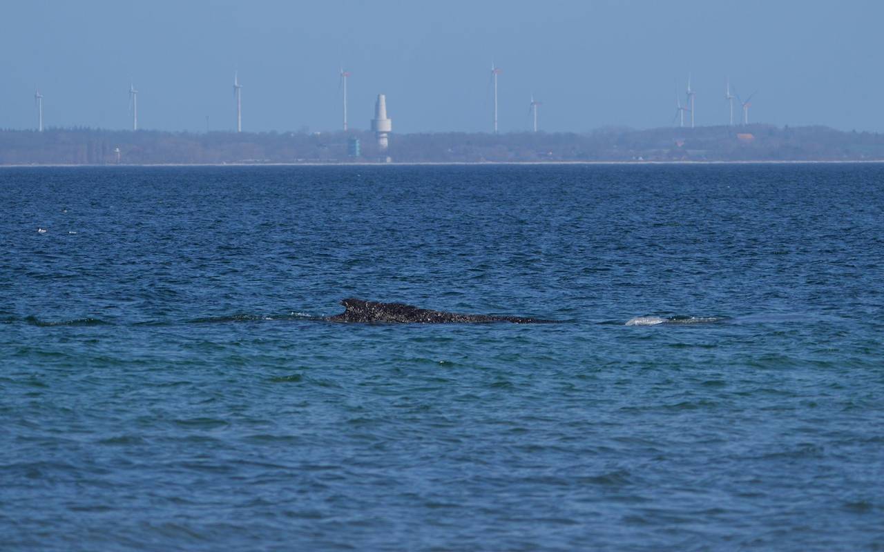 Wal an der Ostseeküste wieder frei