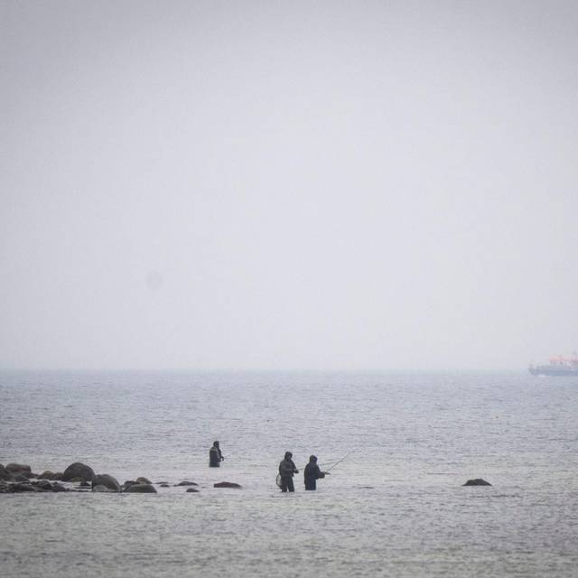 Wal an der Ostseeküste - Fortsetzung der Suche