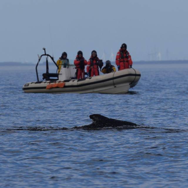 Wal an der Ostseeküste wieder frei