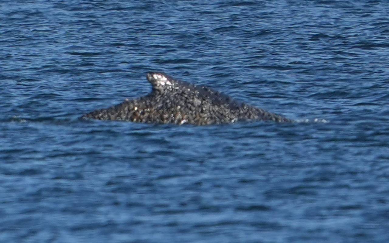 Wal an der Ostseeküste wieder frei