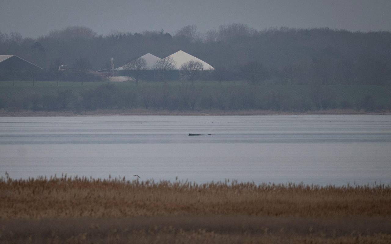 Wal erneut gestrandet