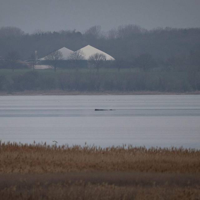 Wal erneut gestrandet