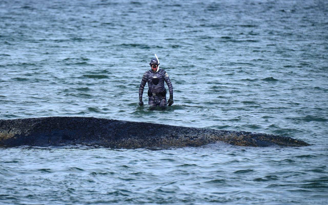Wal an der Ostseeküste gestrandet