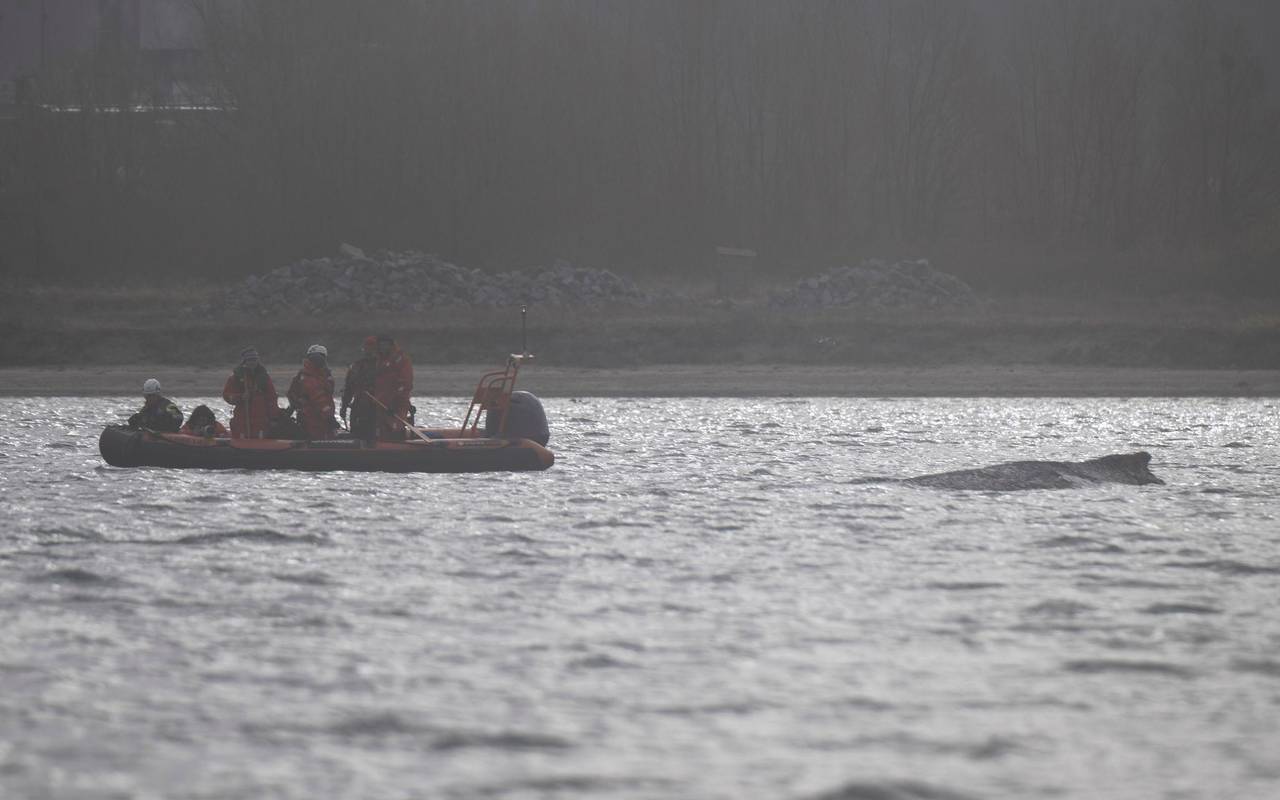 Rettungsaktion für Buckelwal in Wismarer Bucht