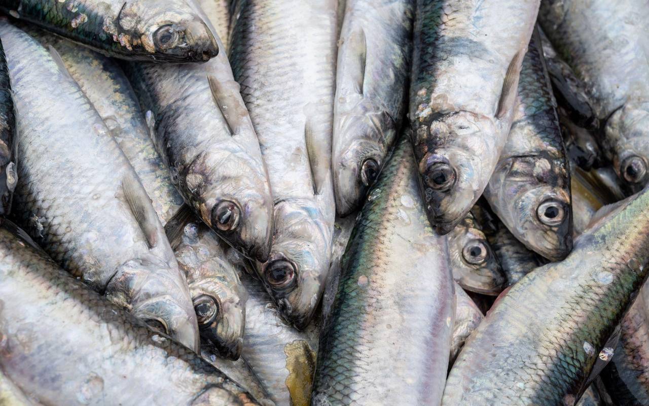 Fischkiste mit Heringen