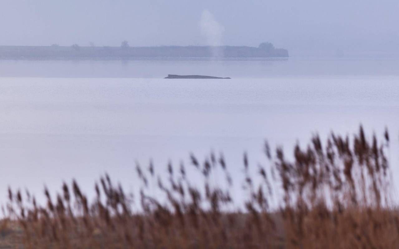 Buckelwal sitzt vor Insel Poel fest