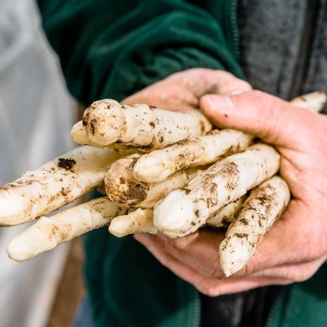 Erntehelfer hält frisch gestochenen Spargel in den Händen