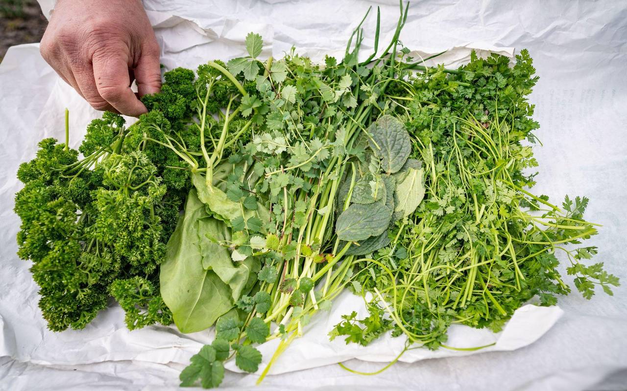 Frische Kräuter für die Frankfurter Grüne Soße