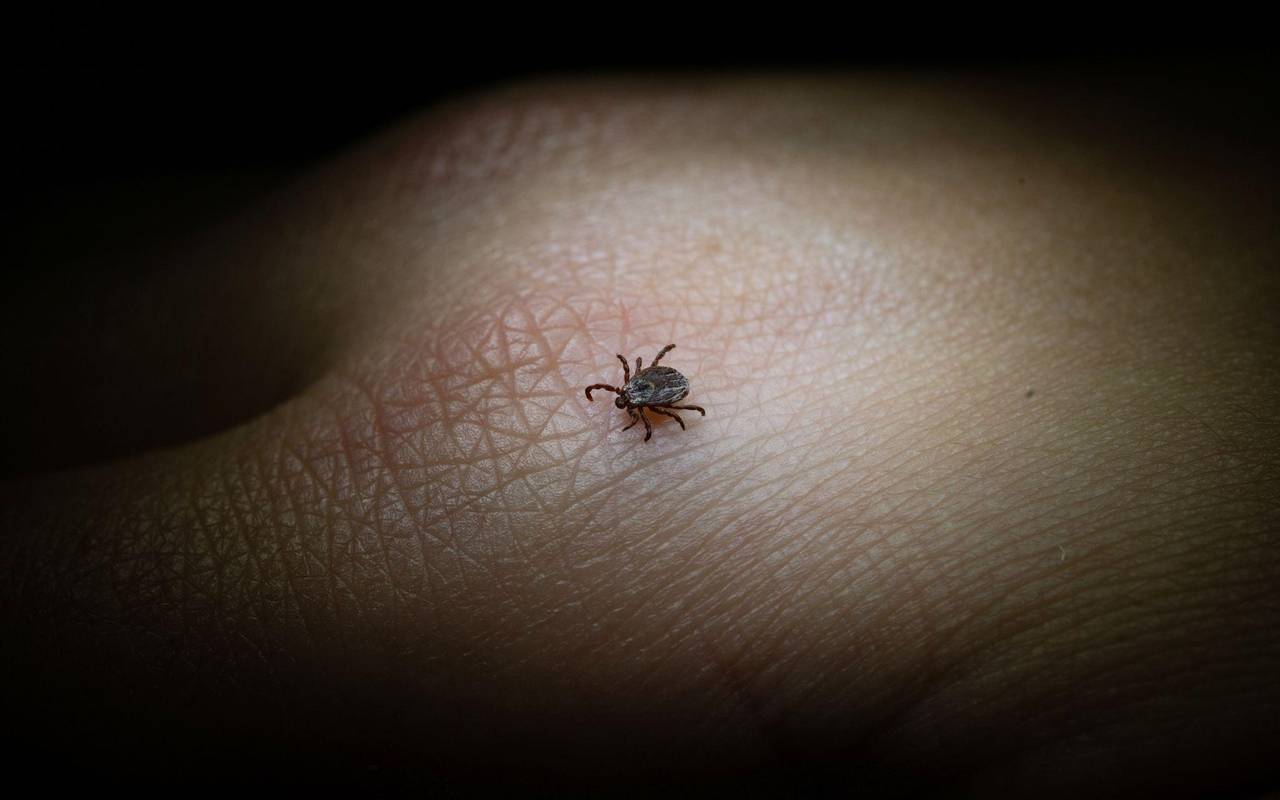 Eine Buntzecke auf einer Hand