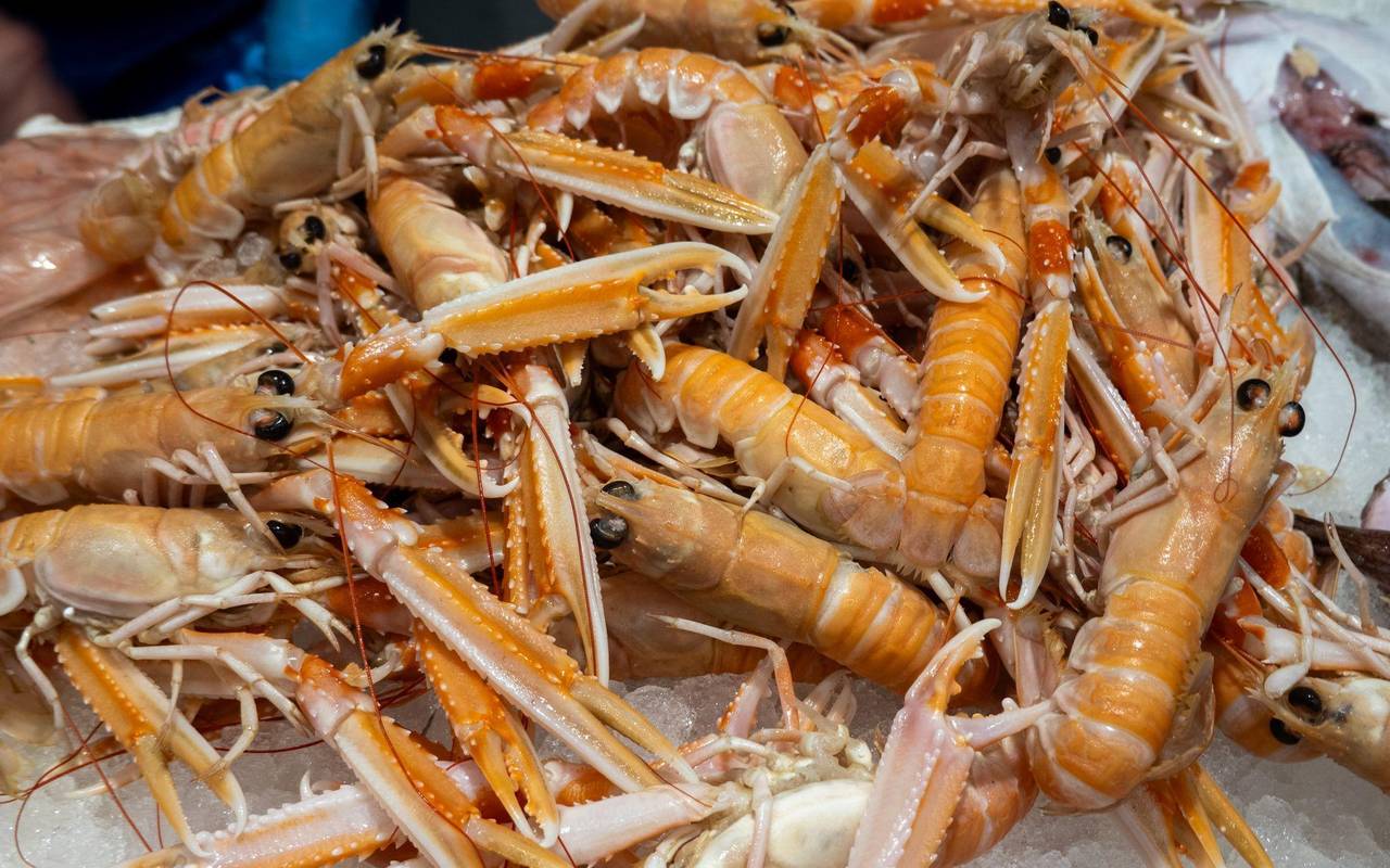 Scampi in der historischen Fischhalle von Rijeka