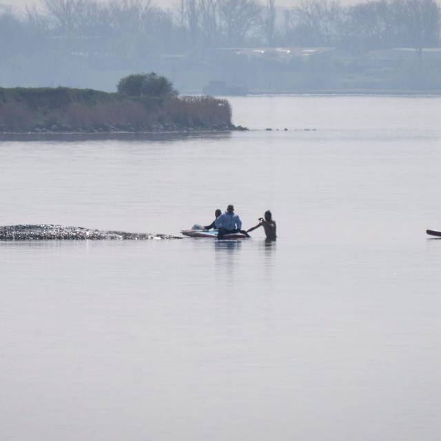 Rettungsaktion für den Buckelwal