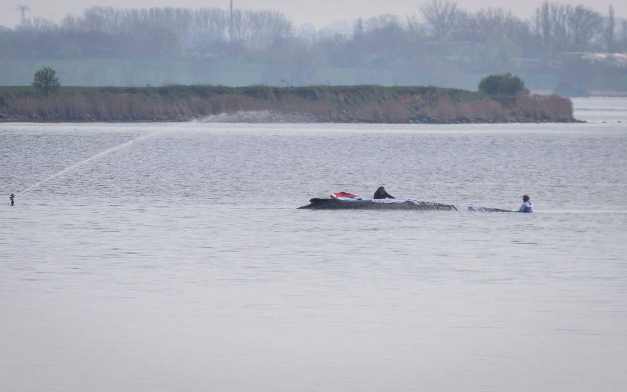 Rettungsaktion für den Buckelwal