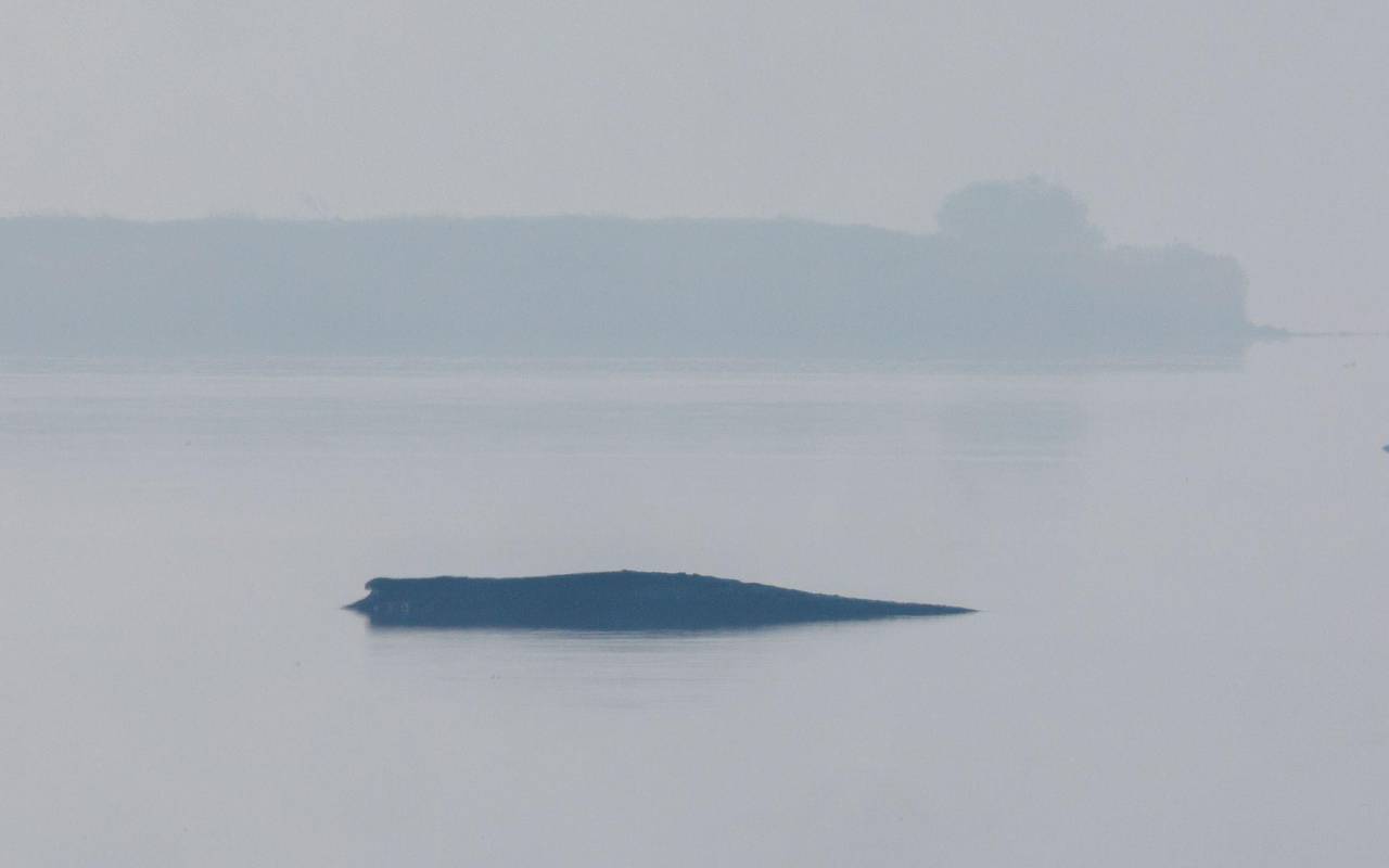 Rettungsaktion für den Buckelwal