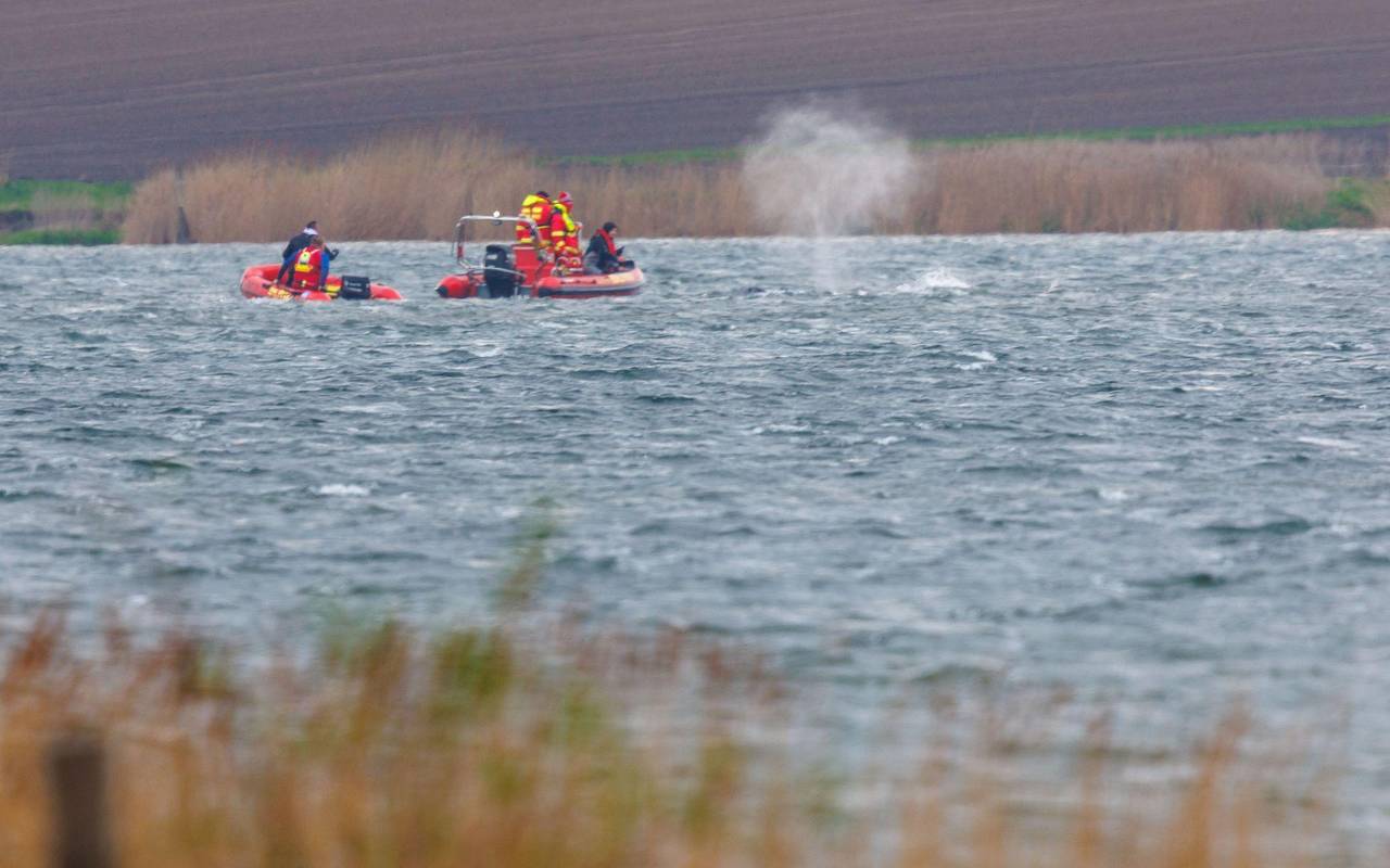 Gestrandeter Buckelwal ist geschwommen