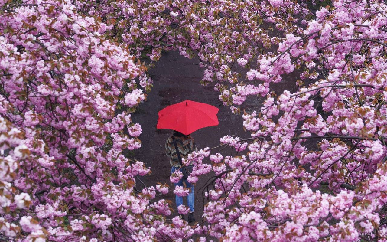 Eine Frau spaziert mit Regenschirm durch eine Kirschblütenallee
