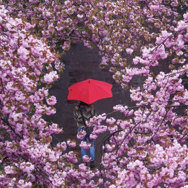 Eine Frau spaziert mit Regenschirm durch eine Kirschblütenallee