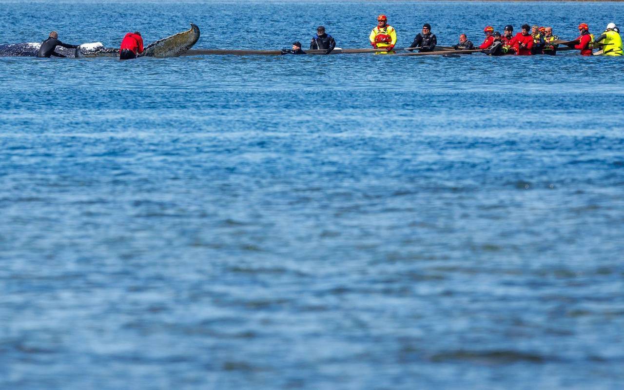 Weitere Entwicklung zum Buckelwal in der Ostsee