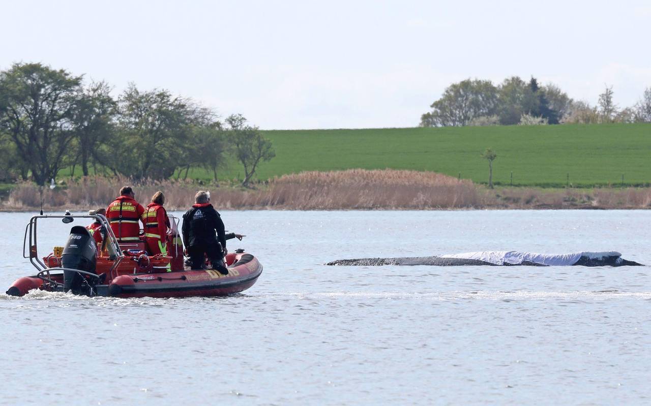 Weitere Entwicklung zum Buckelwal in der Ostsee