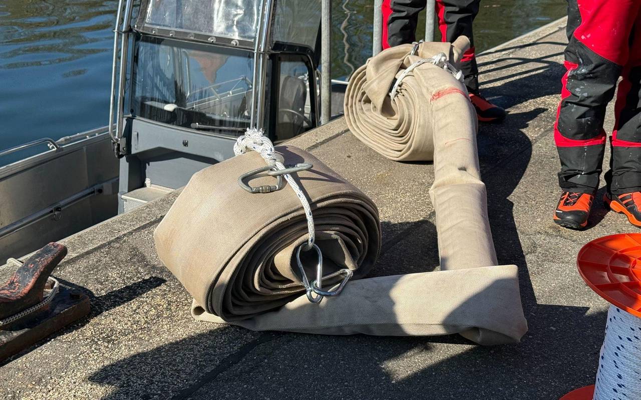 Weitere Entwicklung zum Buckelwal in der Ostsee