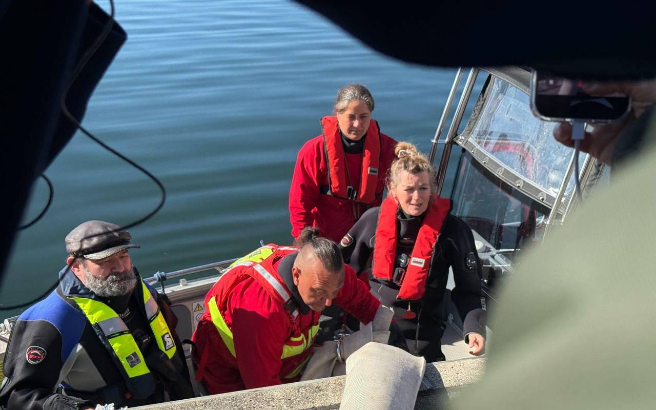 Weitere Entwicklung zum Buckelwal in der Ostsee