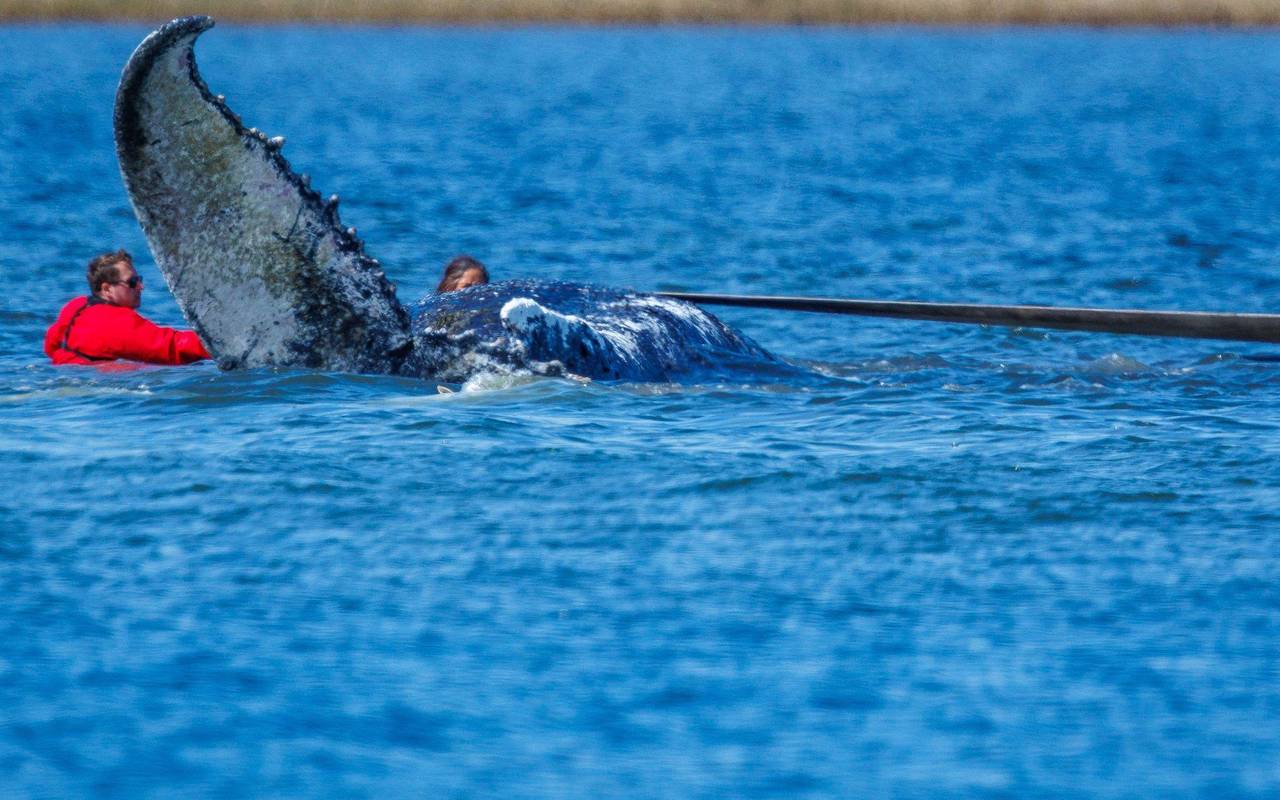 Weitere Entwicklung zum Buckelwal in der Ostsee